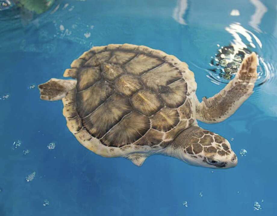 Nursing a turtle back to health - San Antonio Express-News