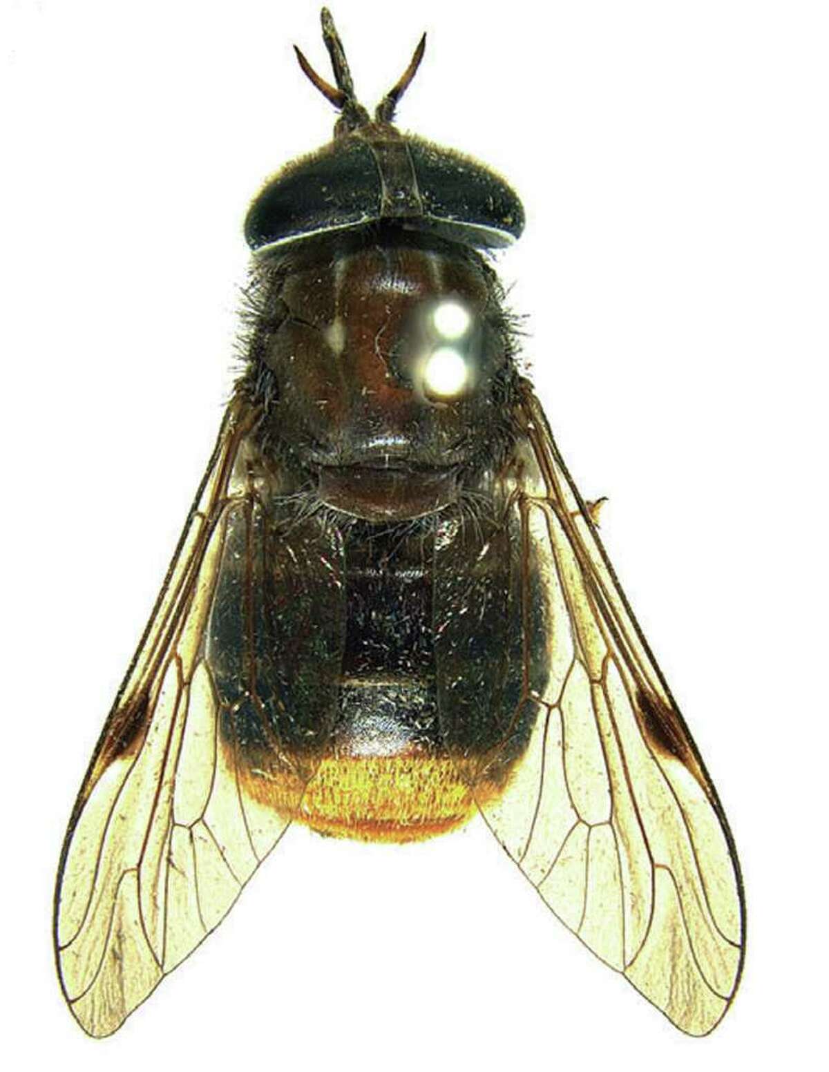 In this 2009 photo released by researcher Bryan Lessard of Commonwealth Scientific and Industrial Research Organization (CSIRO), a newly discovered horse fly in Austrlia with its golden-haired bum is shown at the Australian National Insect Collection, Canberra, Australia. For 24-year-old CSIRO researcher Lessard, a fan of pop diva Beyonce, there was only one name worthy of its beauty: Beyonce, He told The Associated Press Monday, Jan.16, 2012 he wanted to pay respect to the insect's beauty by naming it Scaptia (Plinthina) beyonceae. (AP Photo/Bryan Lessard, Commonwealth Scientific and Industrial Research Organization) NO SALES, EDITORIAL USE ONLY, CREDIT MANDATORY