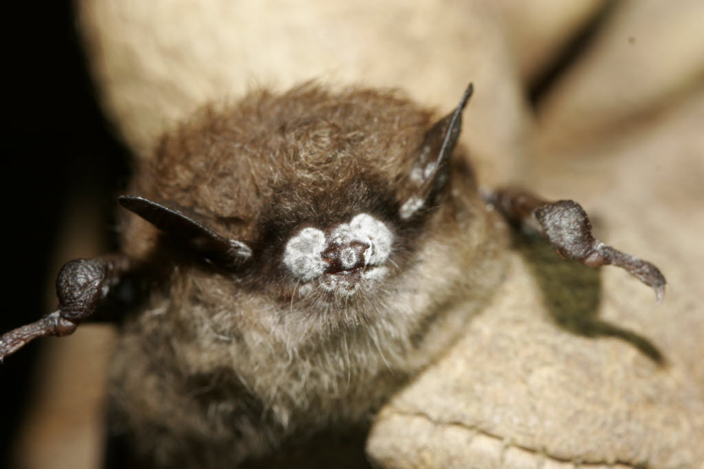 Feds: Plague kills 6.7M bats in U.S.