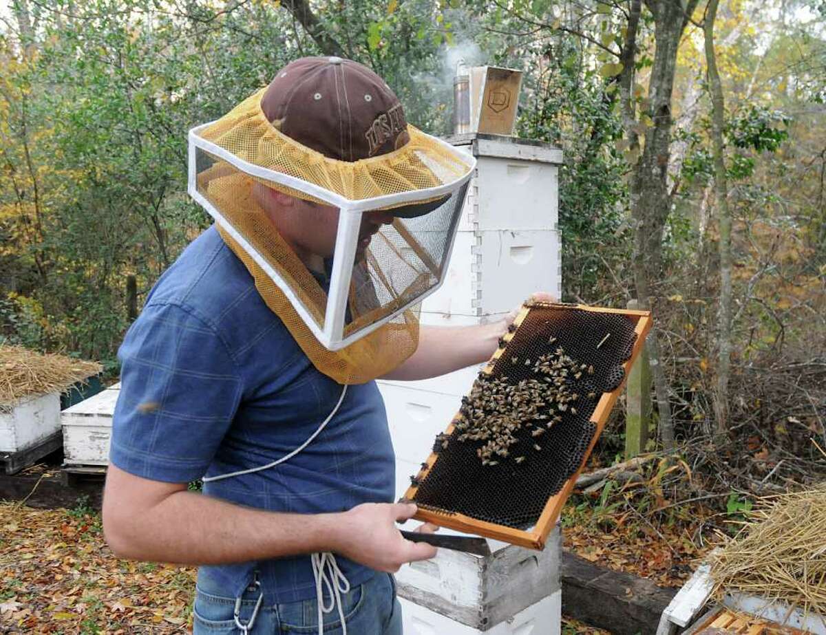 Beekeeper Conrad Craft, of Conroe, examines a distressed rack of bees at a hive at his parents home. Craft was hired last year to manage hives at Lee's Bees of Texas in Hockley. Both small scale and commercial beekeepers are worried about the health of their hives and honey crops because of the extended drought. Craft has been working on nursing the bees and their hives back to a healthy state.