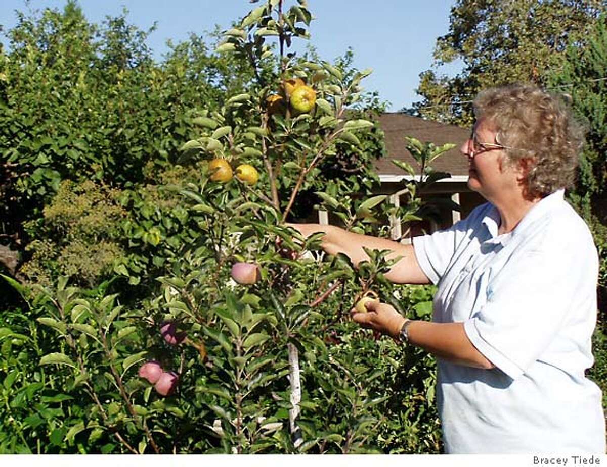 Keep fruit trees small for the best and easiest harvests