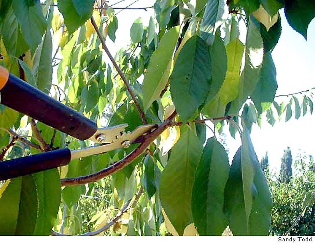 Keep fruit trees small for the best and easiest harvests