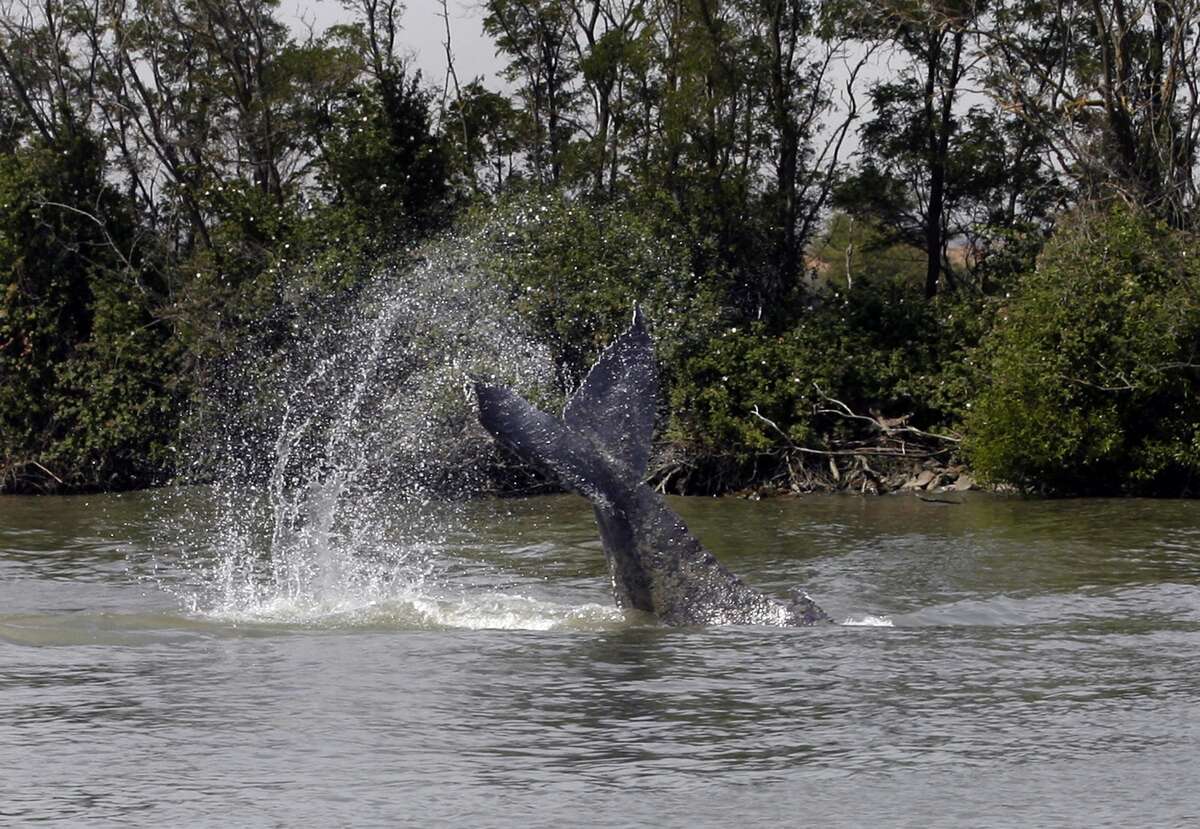 How did a 10ton humpback whale end up in the Amazon jungle?