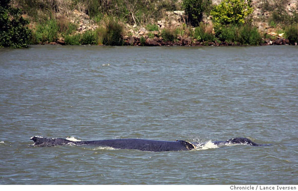 WHALES_33452.JPG The two wayward humpback whales have now moved upstream from Rio Vista much to the dismay of authorities who continue to heard them south. Dozens have made there way onto Ryer Island North East of Rio Vista and only accessible by ferry eager to catch a glimpse of two whales. (MAY 22) (cq, SUBJECT ) Lance Iversen / The Chronicle Photo taken on 5/22/07, in RIO VISTA, CA.
