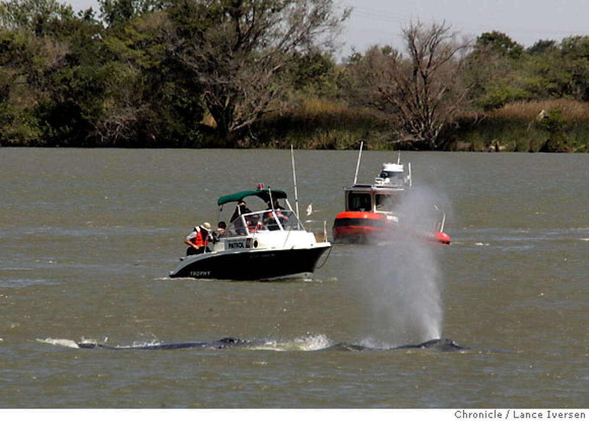 WHALES_33492.JPG The two wayward humpback whales have now moved upstream from Rio Vista much to the dismay of authorities who continue to heard them south. Dozens have made there way onto Ryer Island North East of Rio Vista and only accessible by ferry eager to catch a glimpse of two whales. (MAY 22) (cq, SUBJECT ) Lance Iversen / The Chronicle Photo taken on 5/22/07, in RIO VISTA, CA.
