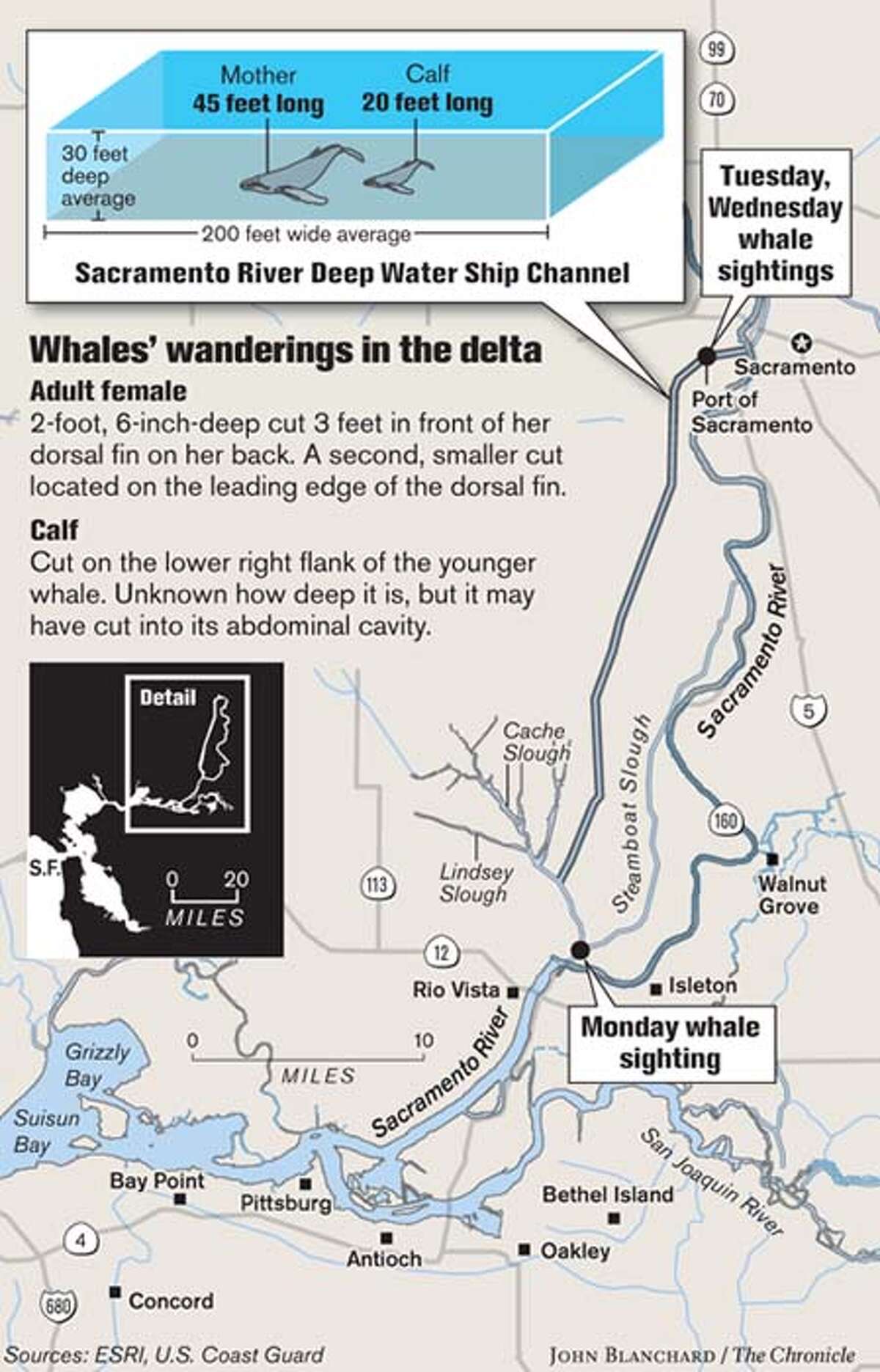 Whales' wanderings in the delta. Chronicle graphic by John Blanchard