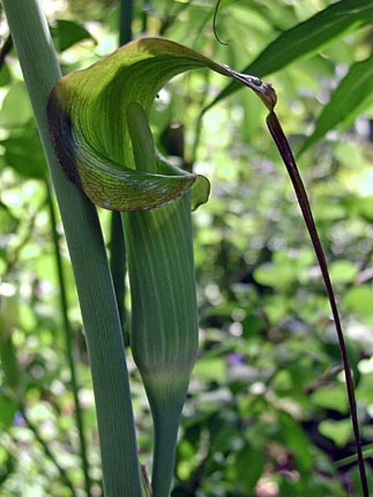 PICK OF THE WEEK / Chinese cobra lily / Shadeloving lily makes