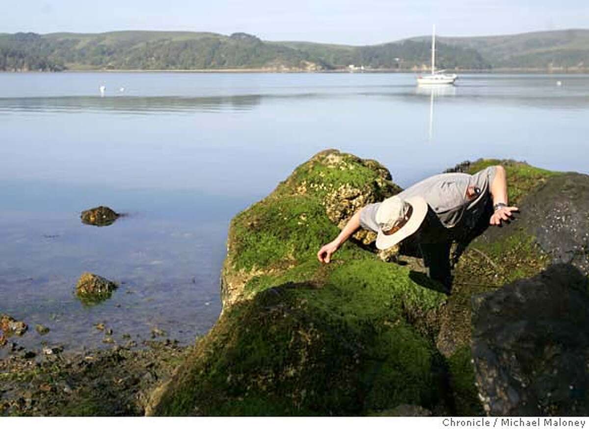 Point Reyes National Seashore marine biologist Ben Becker searches the rocks of Tomales Bay, near Marshall, CA at low tide for signs of the invasive clonal tunicate, commonly known as a sea squirt. It was discovered 4 years ago and is choking out native inter- and sub-tidal rocky habitat with it's rapid growth. Point Reyes National Seashore is one of the most ecologically and biologically diverse areas in North America, yet this rich ecological diversity is under seige from invasive species that range from fallow deer and beach grass to Eastern bullfrogs and the organism that causes pine pitch canker. As these species take hold, they radically reshape their ecosystems and threaten to push out native species like black-tailed deer, tule elk, red-legged frogs and snowy plover. Photo by Michael Maloney / San Francisco Chronicle ***Ben Becker MANDATORY CREDIT FOR PHOTOG AND SF CHRONICLE/NO SALES-MAGS OUT