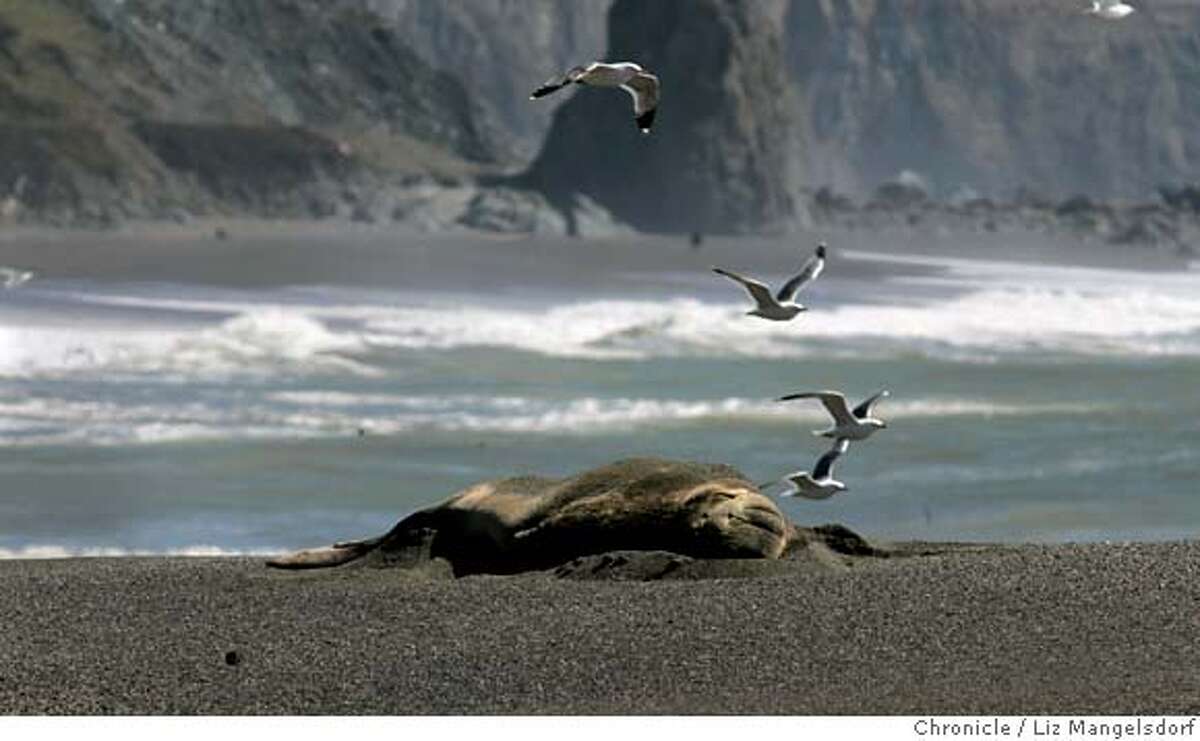 AGGRESSIVE ELEPHANT SEAL MENACES SONOMA BEACHES / 2,500-pound 'Nibbles