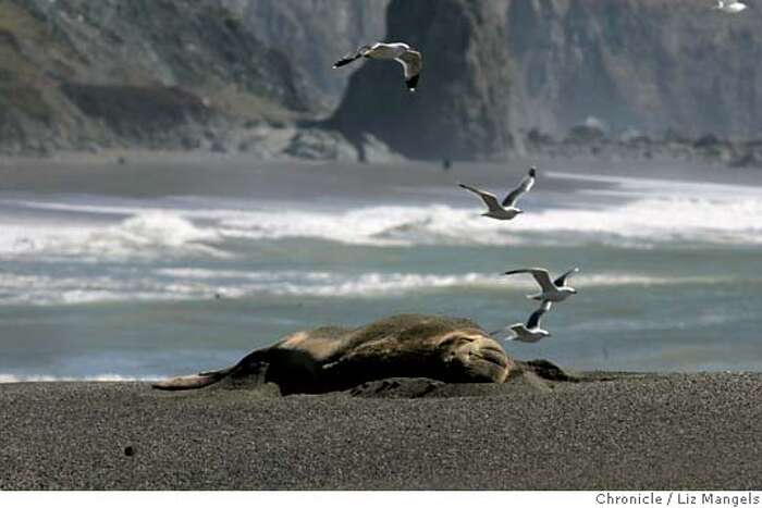 A Horde of Elephant Seals Conquered a California Beach During the Shutdown, Smart News