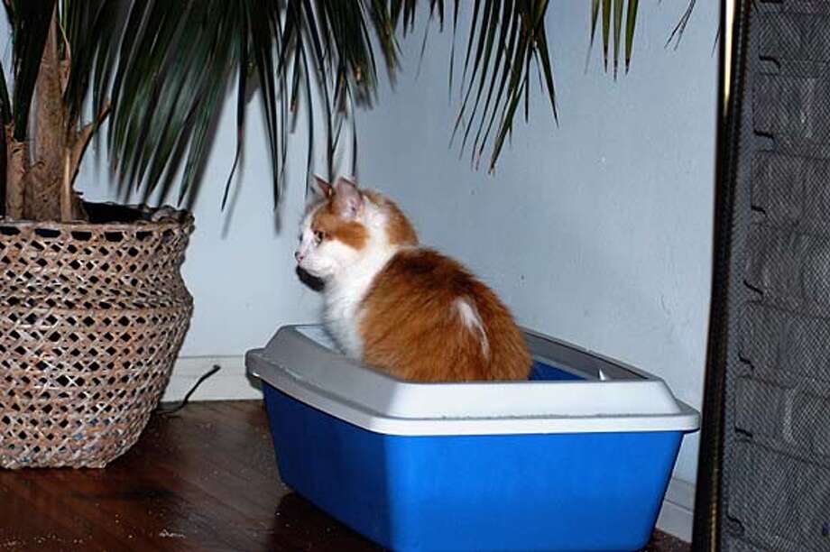 Why cats pee next to litter box