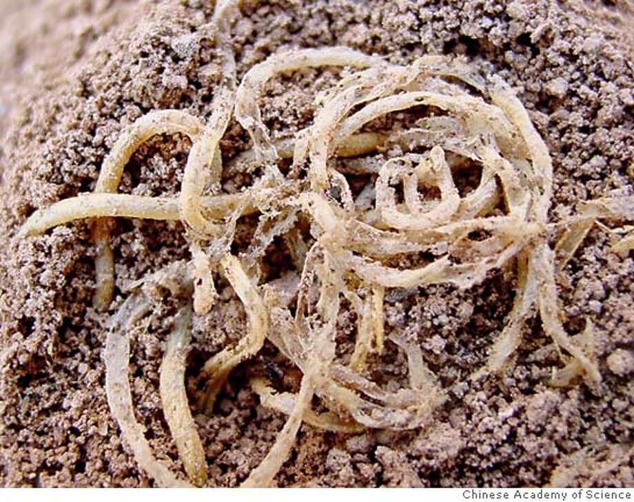 Ancient noodles discovered in China SFGate