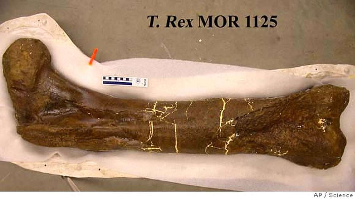 ** EMBARGOED UNTIL 2:00 P.M. EDT, THURSDAY, APRIL 12, 2007 ** Undated handout photo provided by the journal Science showing a T.Rex femur bone. (AP Photo/Science) EMBARGOED UNTIL 2:00 P.M. EDT, THURSDAY, APRIL 12, 2007 / PHOTO PROVIDED BY THE JOURNAL SCIENCE