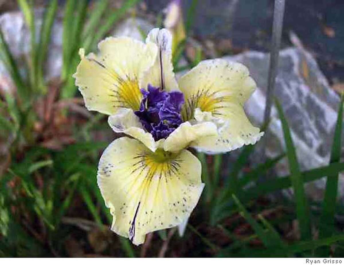 Pacific Coast native iris hybridized by Ryan Grisso include a purple-centered yellow iris. Photo by Ryan Grisso