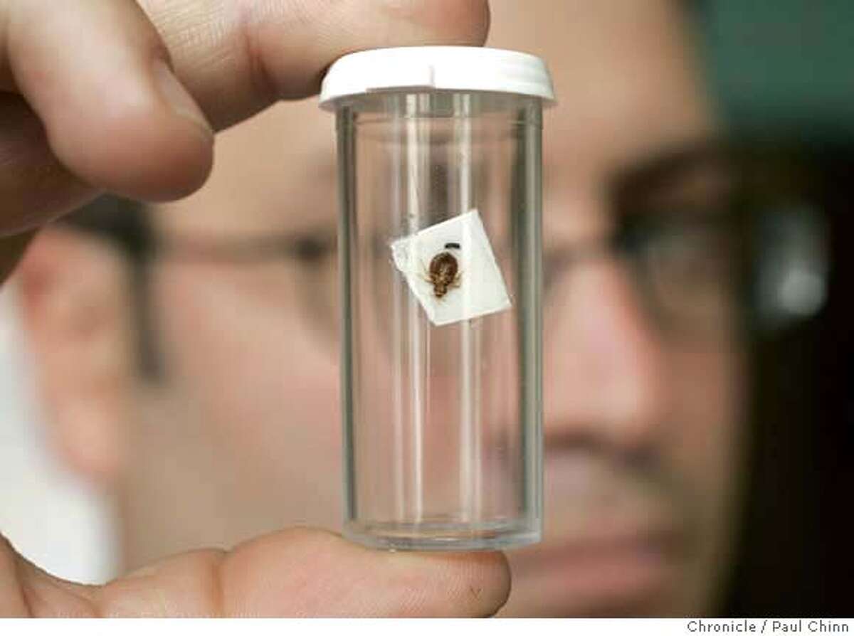Luis Agurto, president of Pestec, displays a vial containing a dead bedbug used for training Ladybug. The beagle searched for bedbugs at the Empress Hotel in San Francisco, Calif. on Friday, April 6, 2007. Ladybug is a specially-trained dog able to detect bedbugs with her keen sense of smell. The National Pest Management Association reports a 71 percent increase in bed bug calls since 2000. PAUL CHINN/The Chronicle **Luis Agurto MANDATORY CREDIT FOR PHOTOGRAPHER AND S.F. CHRONICLE/NO SALES - MAGS OUT