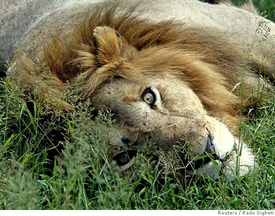 The lion, once king of vast African savanna, suffers