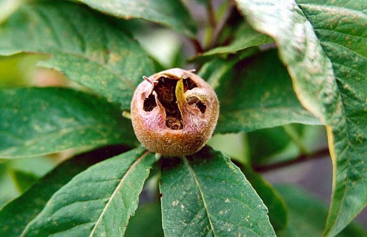 Some fruit trees produce crops without fuss