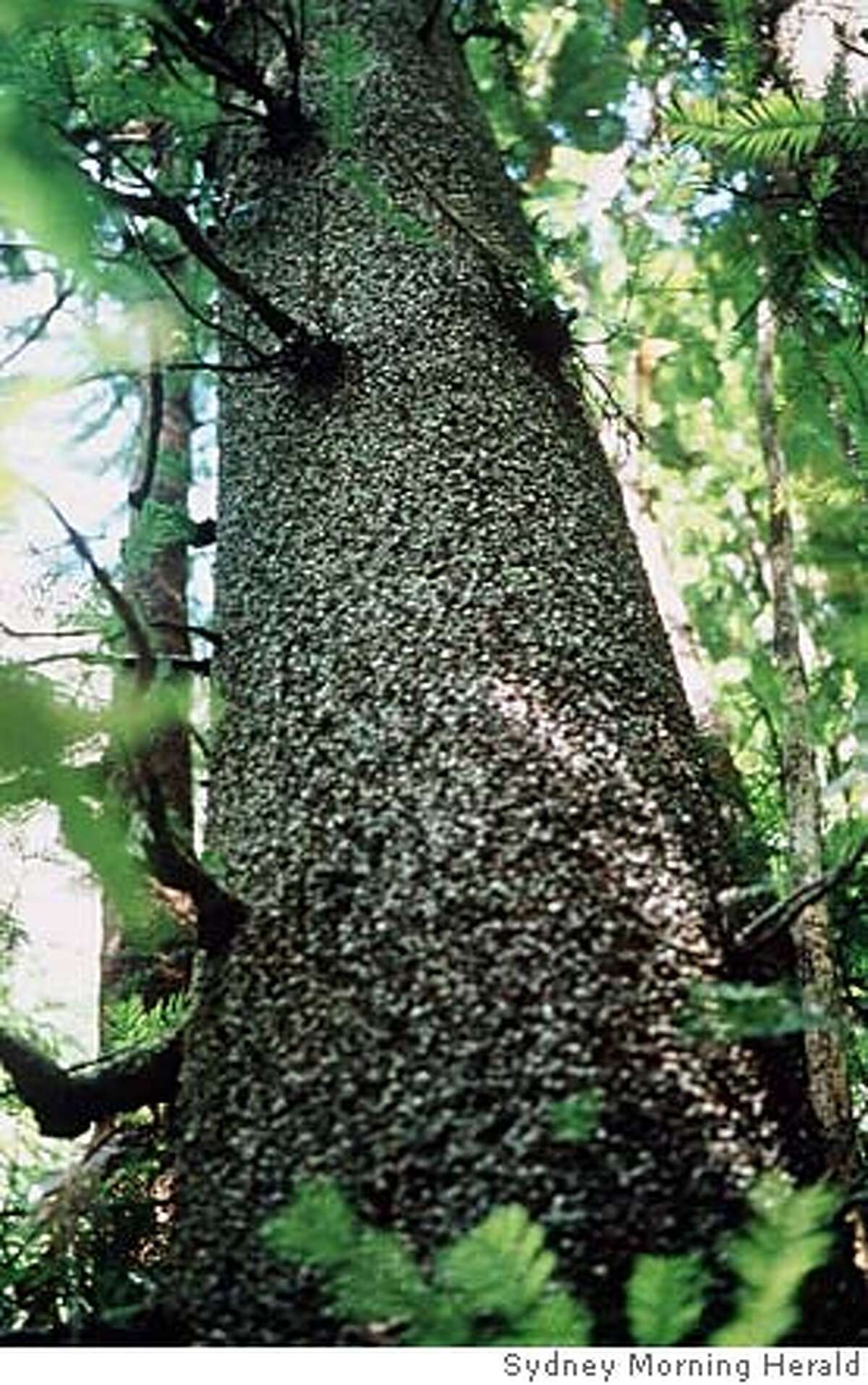 Rare, ancient tree soon for sale