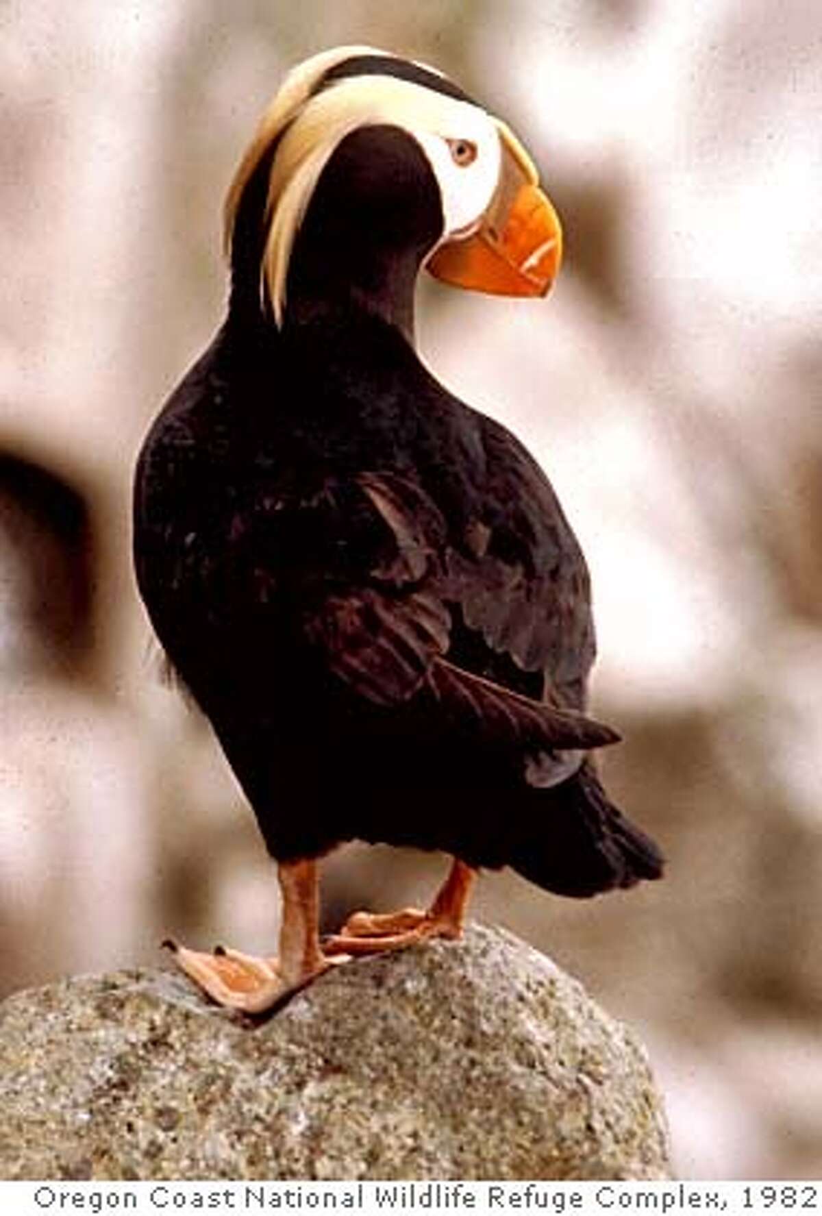 ** ADVANCE FOR THE WEEKEND OF DEC. 11-12 - FILE ** In this May 1982 photo released by the Oregon Coast National Wildlife Refuge Complex, a tufted puffin is shown on Southeast Farallon Island, California. (AP Photo/Oregon Coast National Wildlife Refuge Complex, Roy W. Lowe, File) OREGON COAST NATIONAL WILDLIFE REFUGE COMPLEX PHOTO MAY 1982 PHOTO RELEASED BY THE OREGON COAST NATIONAL WILDLIFE REFUGE COMPLEX