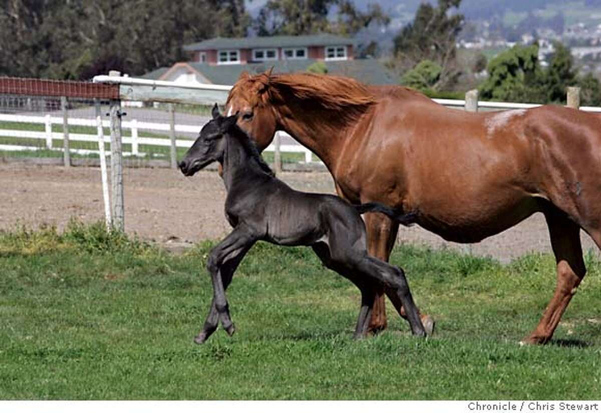 PETALUMA / At long last, a  star is born thousands watch his