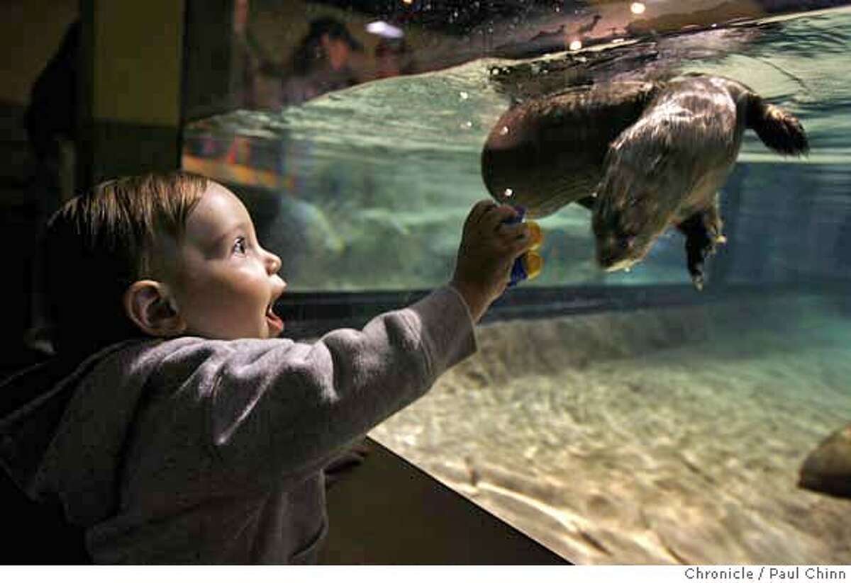 Corbin Whitney of Prundale is mesmerized by an African spotted-necked otter swimming at the new Wild About Otters exhibit at the Monterey Bay Aquarium in Monterey, Calif. on Saturday, March 17, 2007. Six African spotted-necked otters and four Asian small-clawed otters will entertain aquarium visitors until September 2010. PAUL CHINN/The Chronicle **Corbin Whitney MANDATORY CREDIT FOR PHOTOGRAPHER AND S.F. CHRONICLE/NO SALES - MAGS OUT