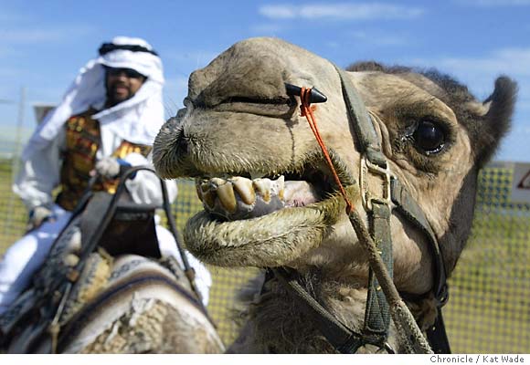 Rough Riders Camel Mystique Helps Amateur Jockeys Over The Hump