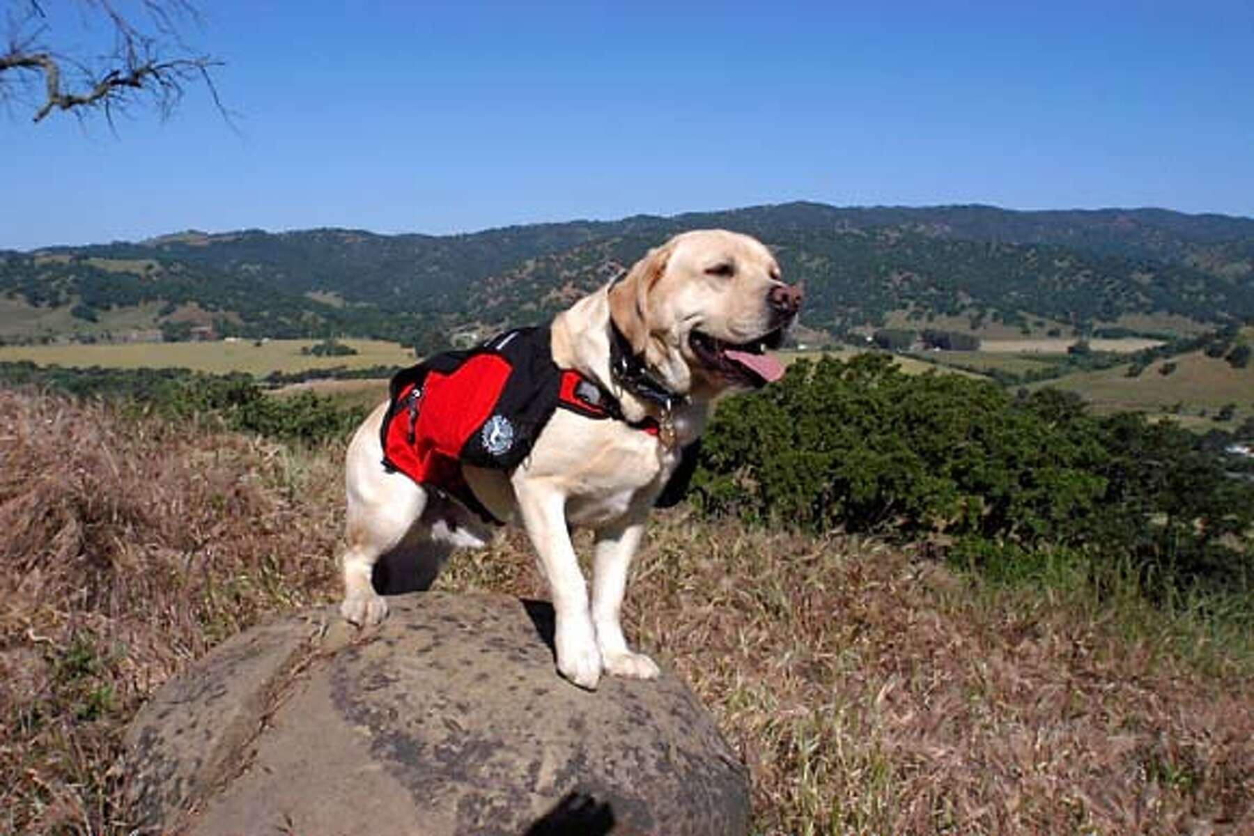 dog around town canine backpack