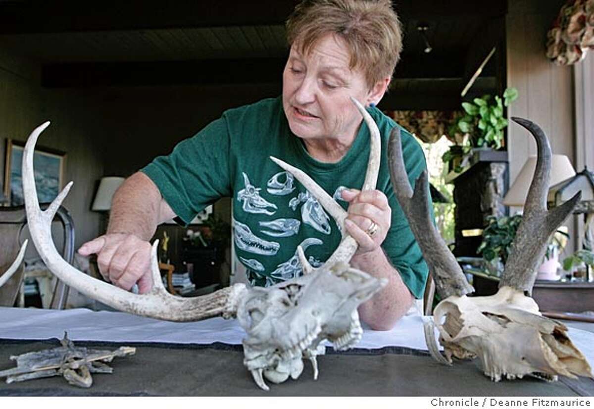 Nancy Valente collects and keeps animal bones in her home in Mill Valley. A mule deer skull from Larkspur Landing in Marin at left, and a Pronghorn antelope skull. San Francisco Chronicle/ Deanne Fitzmaurice