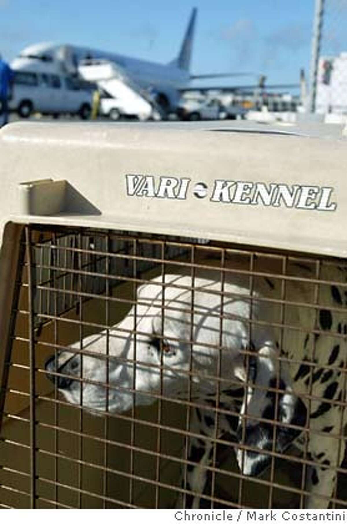 HURRICANE KATRINA Bay Area Response / Airlift brings stranded animals to Bay Area / Pooches and
