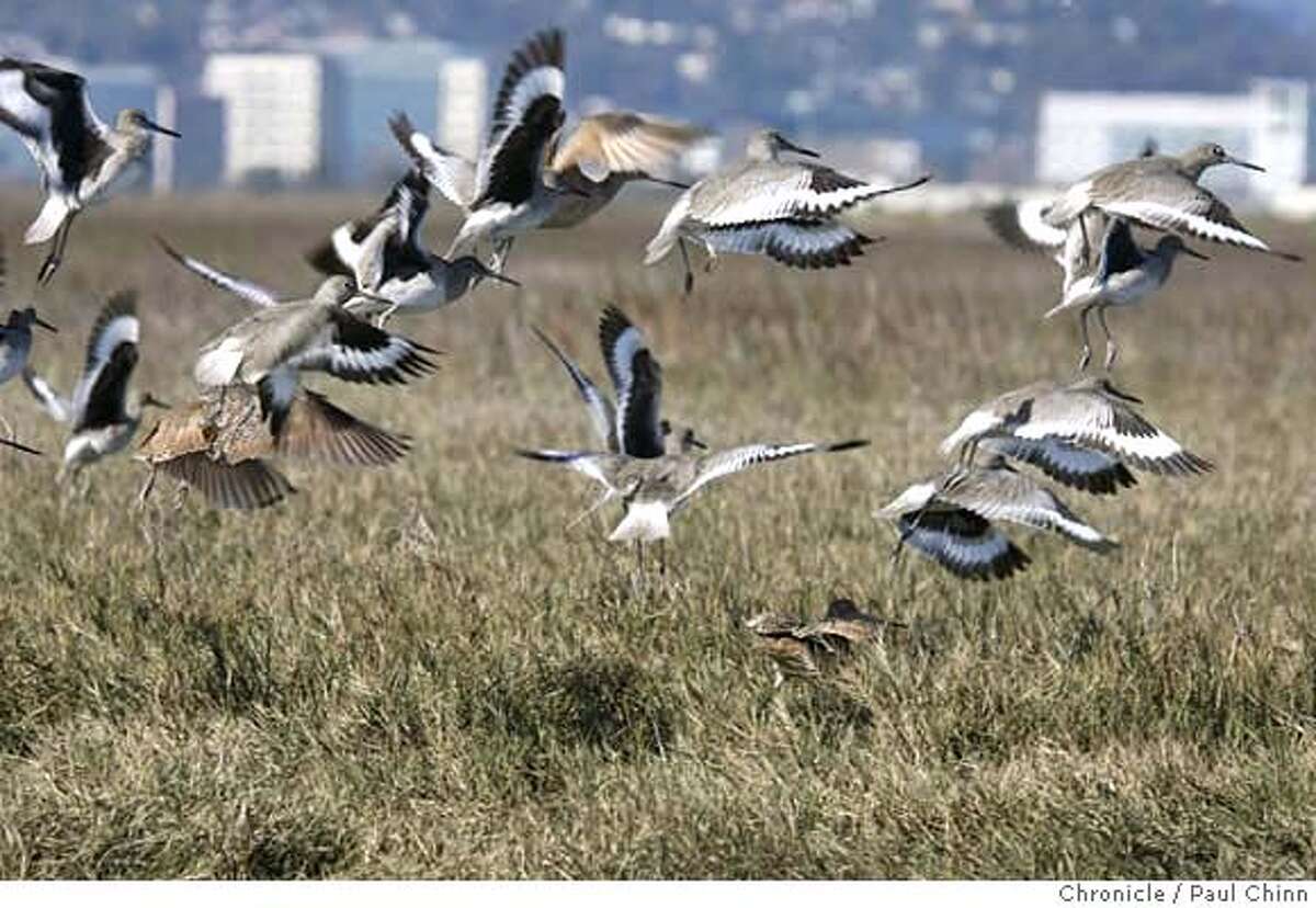 A flock of willets (grey black and white) are joined by a few marbled godwits(brown birds at lower part of frame) take flight on Outer Bair Island on San Francisco Bay in Redwood City, Calif. on Friday, March 2, 2007. PAUL CHINN/The Chronicle
