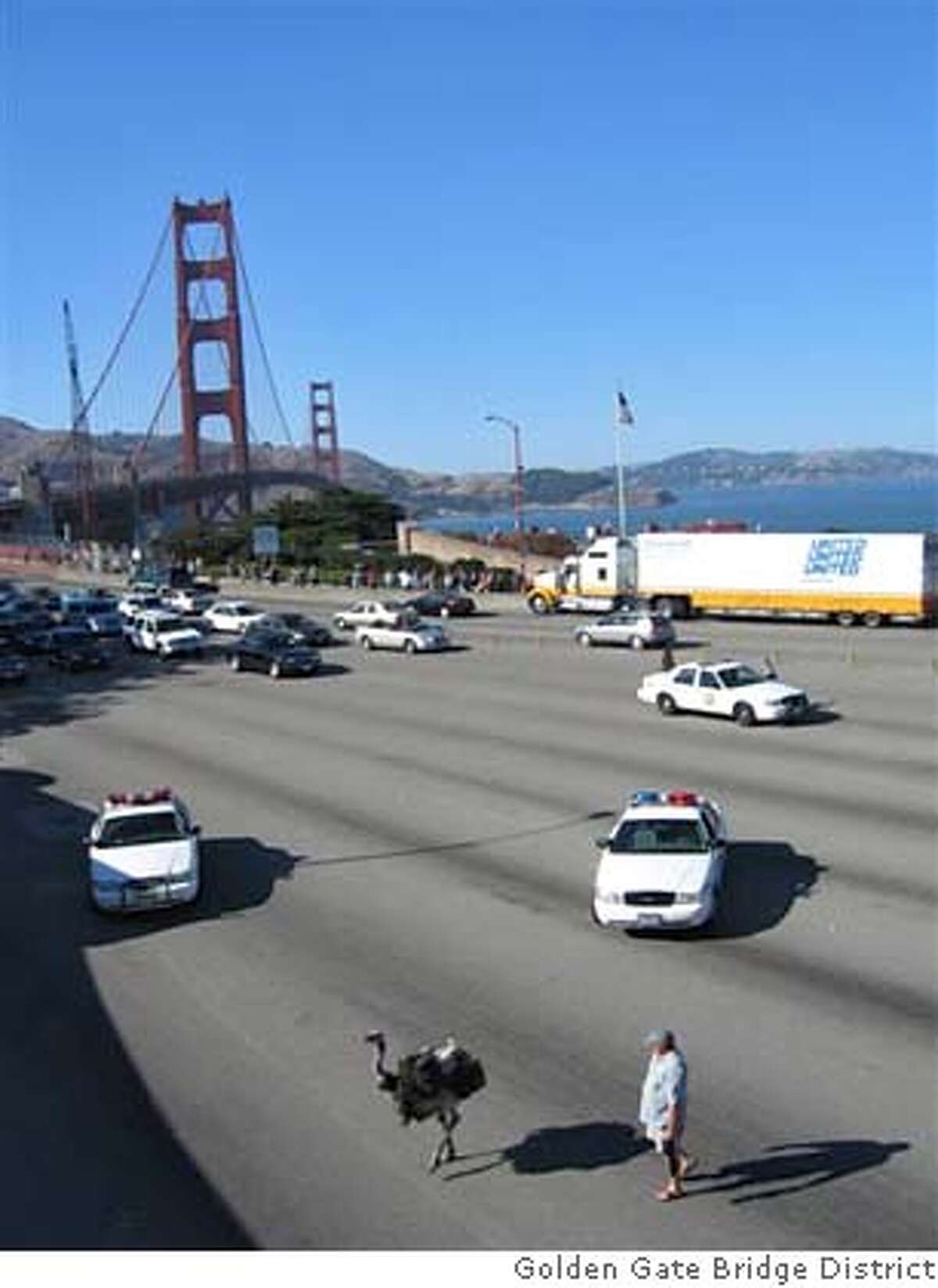 At 4:50 pm today, August 29, 2005, a female Ostrich somehow got out of a minivan heading northbound on the Golden Gate Bridge at the southern end of the Bridge. A second Ostrich did not get out. The owner, male, got of the mini van and began pursuit as the bird traveled southbound toward the toll plaza. The mini van was driven off the Bridge by the passenger in the van after the owner got out. PHOTOS COURTESY OF A. Ko, Golden Gate Bridge District