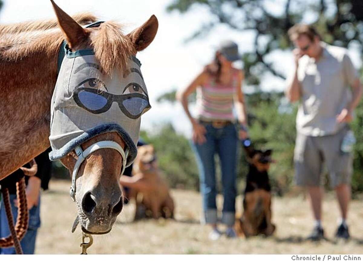 Wearing a goofy mask, Dolly was unfazed by the presence of several barking hounds at the Partners on the Trail meeting between dogs and horses on 8/6/05 in Oakland, Calif. which helps keep conflict on East Bay trails to minimum. The monthly meetings are sponsored by the Volunteer Mounted Patrol of the EBRPD, Oakland Dog Owners Group and Metropolitcan Horsemen's Association. PAUL CHINN/The Chronicle