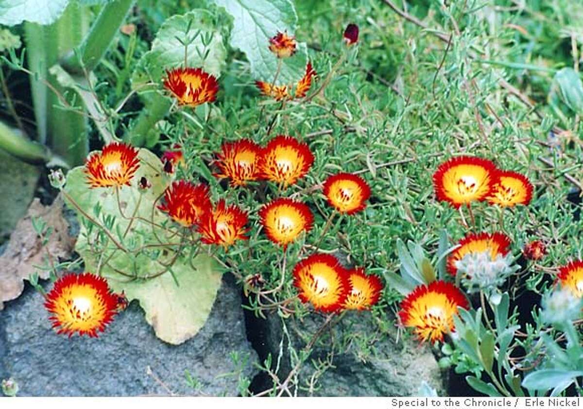 Plants That Made Journey From South Africa Many Of Flowers That Look Right At Home Here Originated Half A World Away journey from south africa