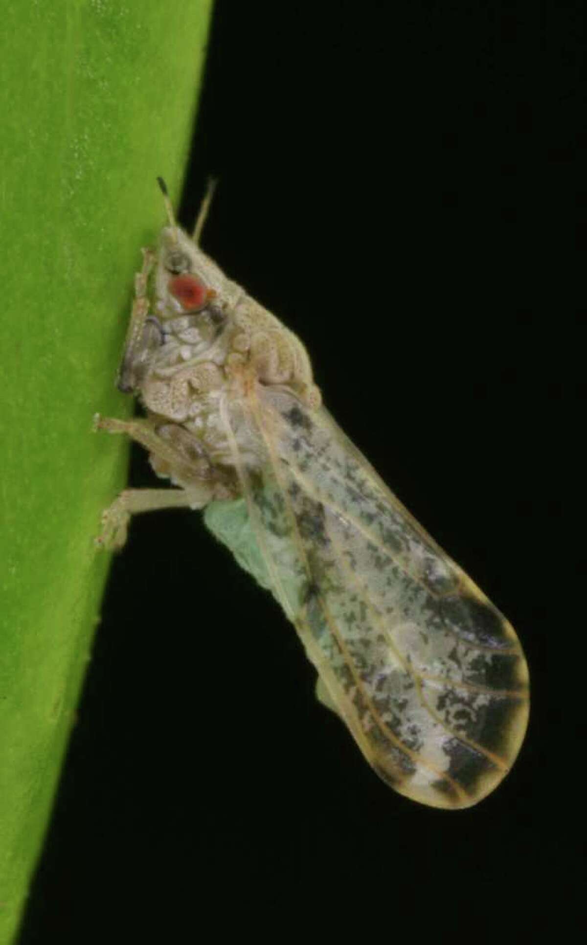 Ag extension officials are concerned about a deadly plant disease, citrus greening disease, that could be moving up Mexico and getting close to the Valley’s lush citrus orchards. The disease, citrus greening disease, already has killed vast acres of citrus plants in Florida and other states. The Asian citrus psyllid is a pest that acts as a carrier spreading citrus greening disease of citrus trees. This bacterial disease is transmitted to healthy trees by the psyllid after it feeds on infected plant tissue.