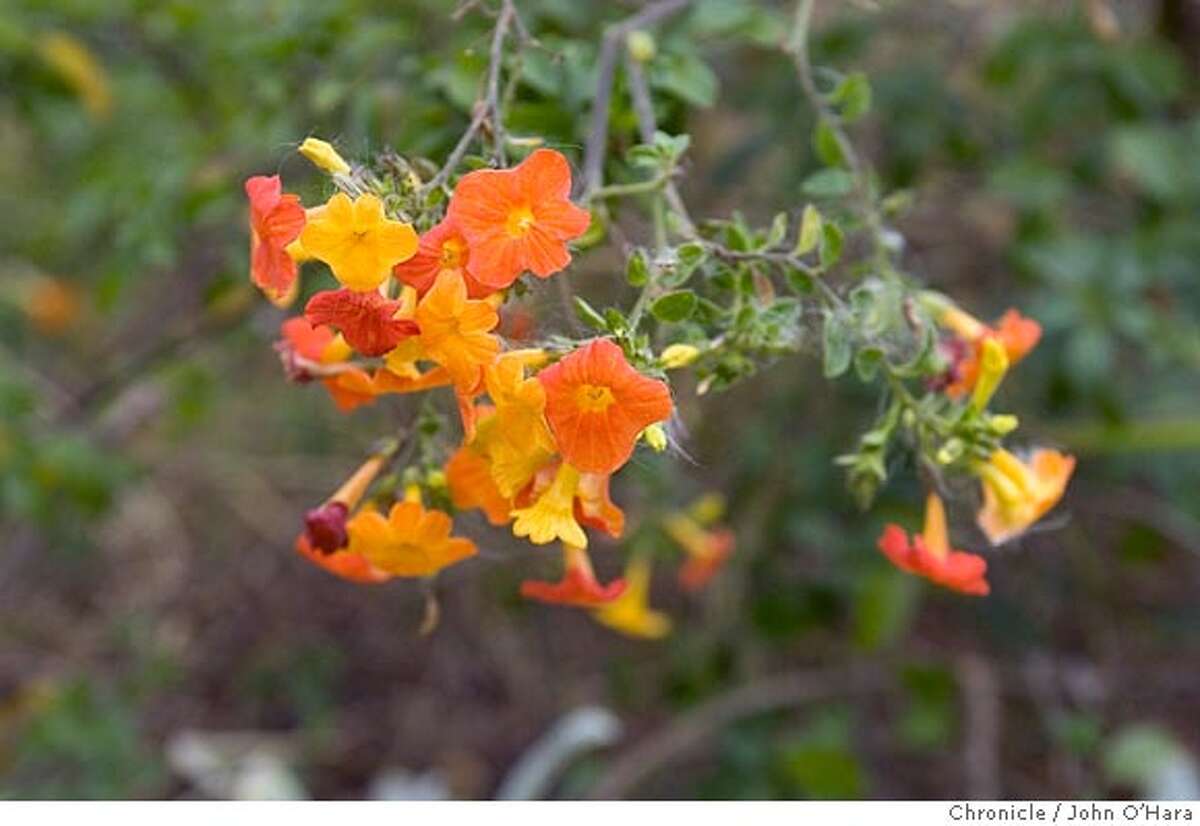 PICK OF THE WEEK Marmalade bush / Gardener toasts marmalade's 'riot of color'