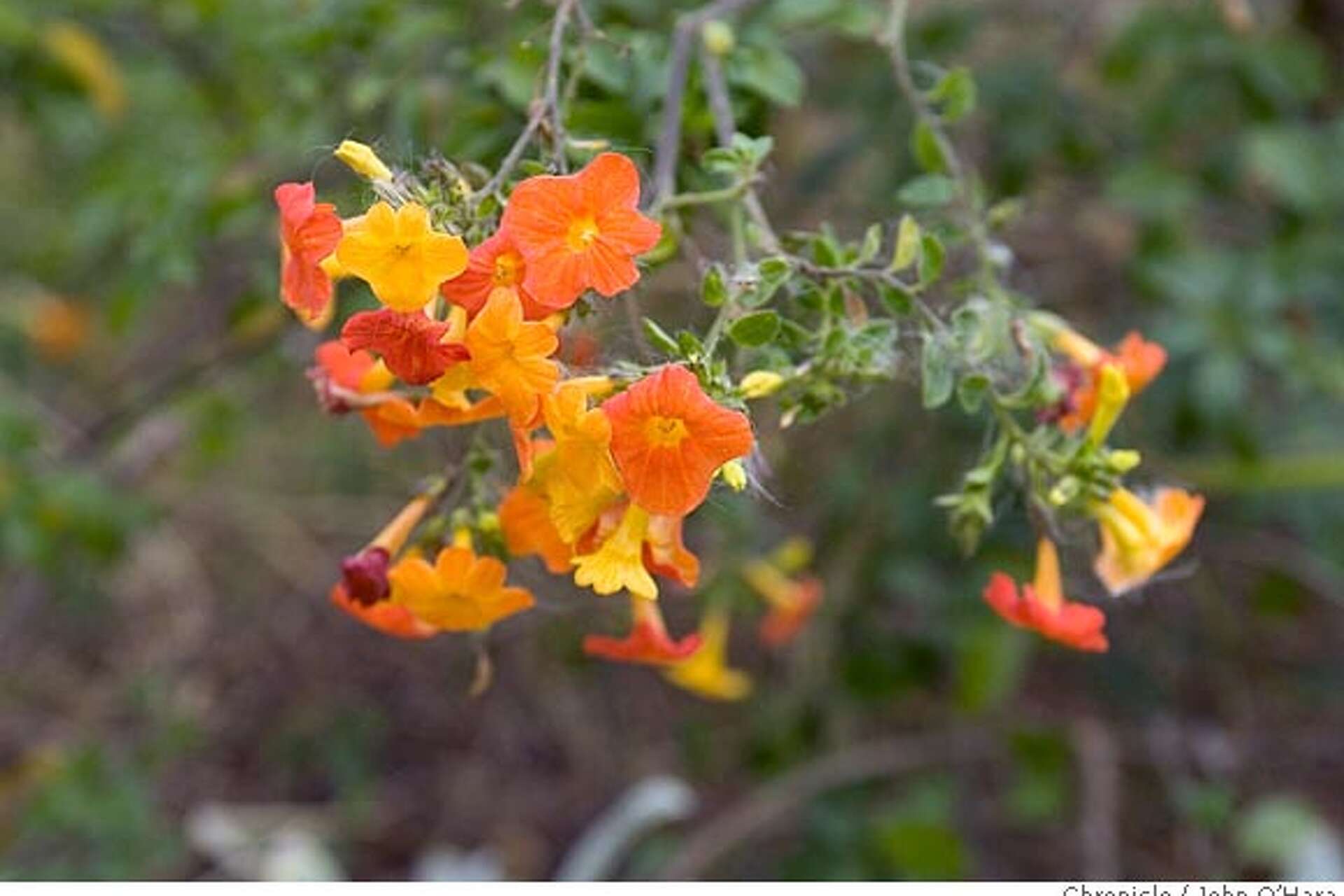 PICK OF THE WEEK: Marmalade bush / Gardener toasts marmalade's 'riot of  color'