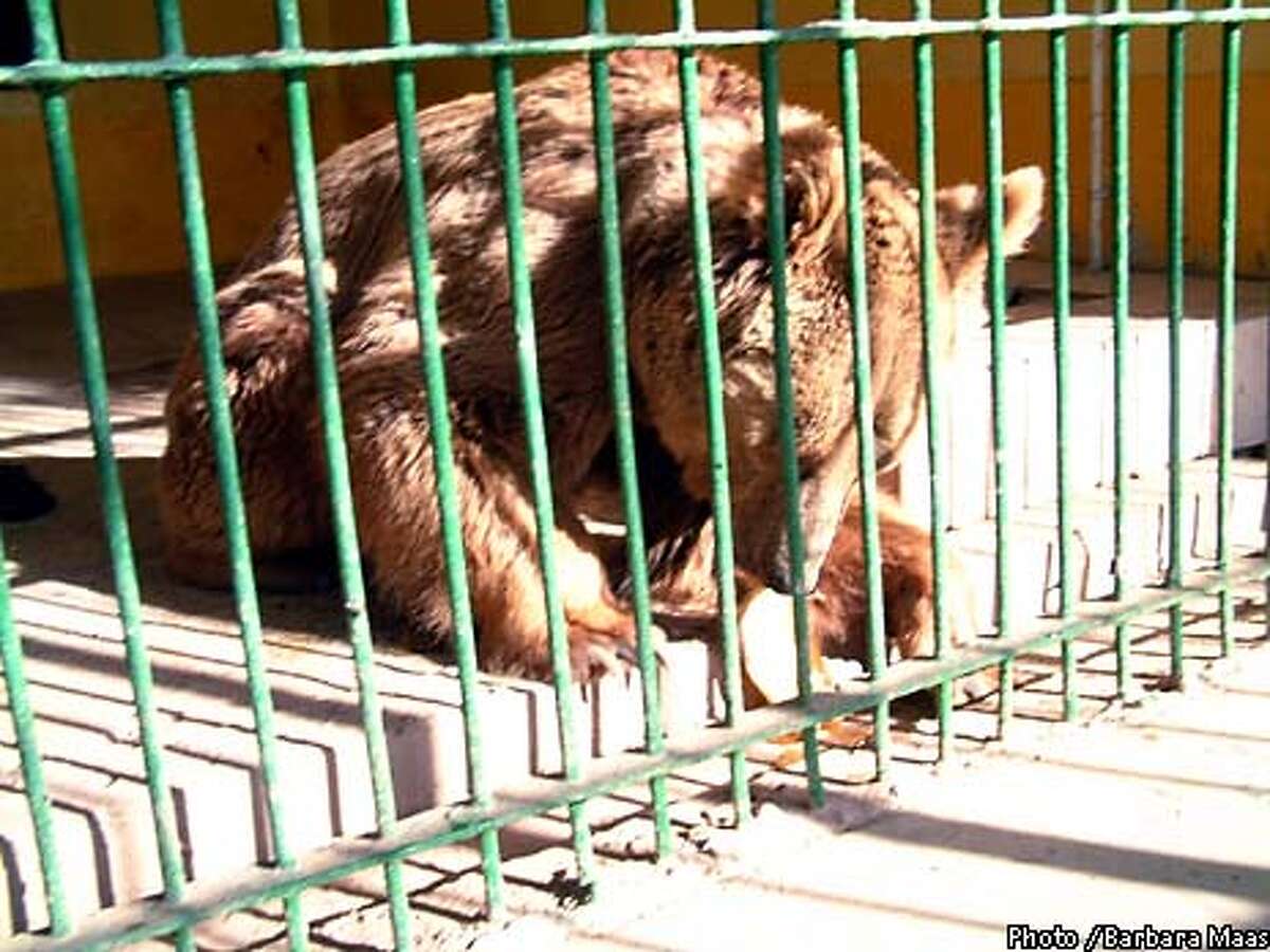 . group joins effort to save Baghdad zoo animals