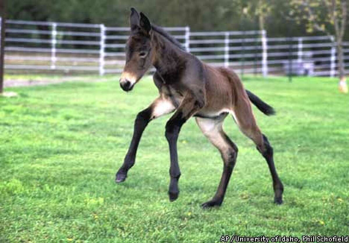 Researchers add mule to family of the cloned / Equine copy augurs
