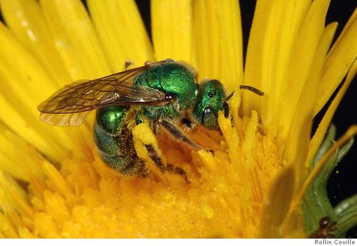 BEES ON THEIR KNEES, GARDENERS TO THE RESCUE / A world without bees is