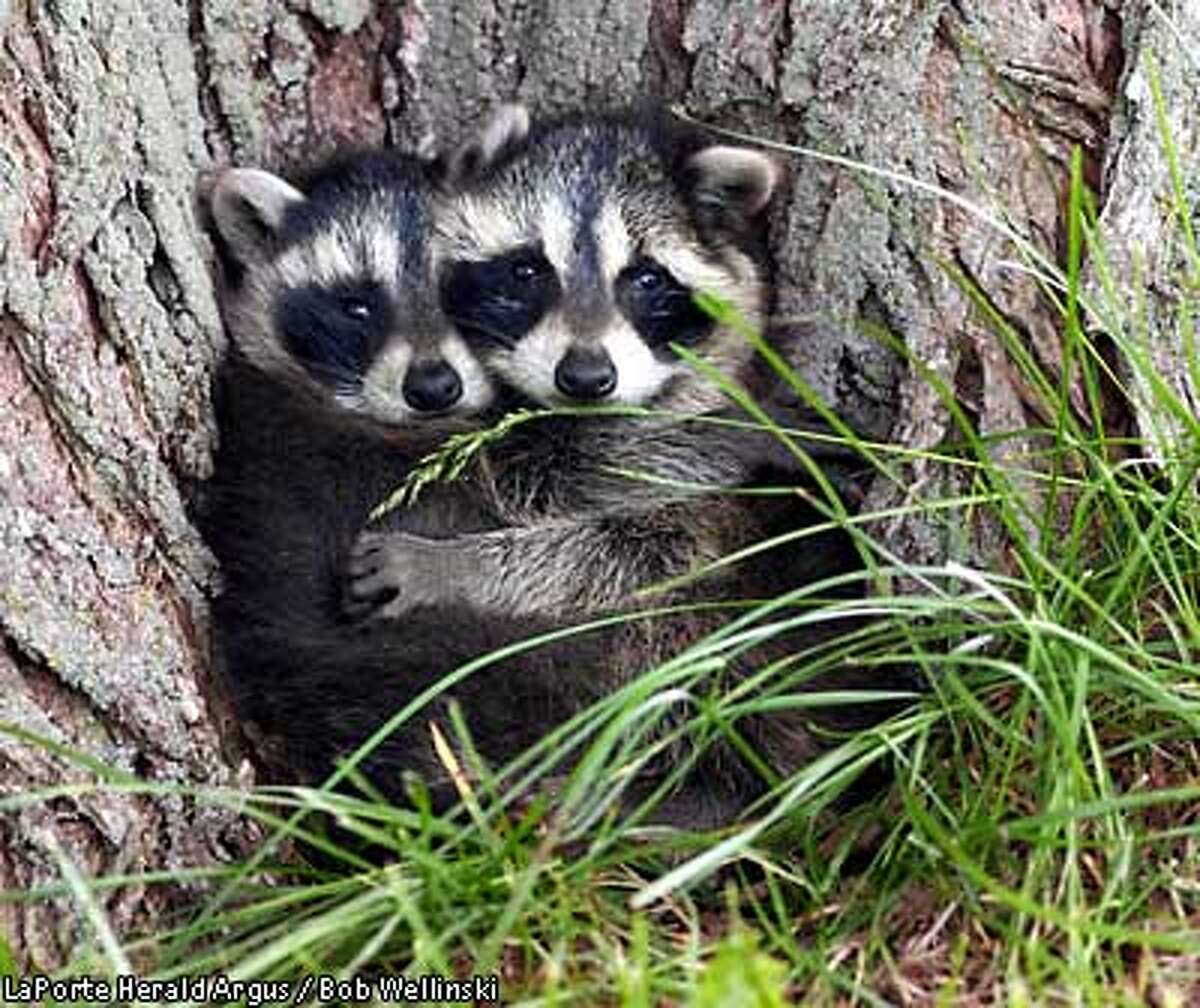 Pack of raccoons attacks a couple in the Richmond District