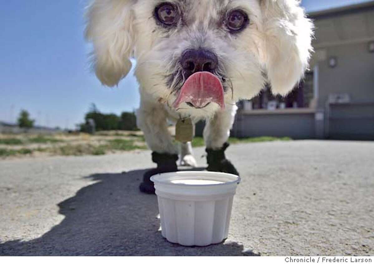 FOSTYPAWS013_fl.jpg "Bucky" a 8-year-old Lhasa Apsoe enjoys a cup of Frosty Paws dog ice cream at Isabel park in Richmond. Frosty Paws, a non-dairy frozen treat for dogs, has become Dreyer's most profitable product line. This doggies dessert is so popular among dogs and profitable for humans (mainly because the company doesn't advertise it). City:� richmond CA Location:� mud puppies in pt. isabel park 8/23/05 Richmond CA Frederic Larson The San Francisco Chronicle