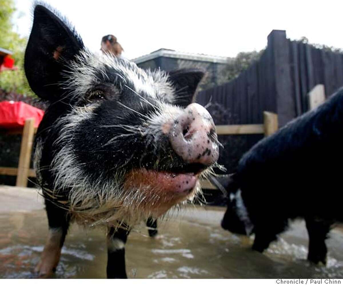 SAN FRANCISCO / Year of the KuneKune / 2 pigs from New Zealand breed
