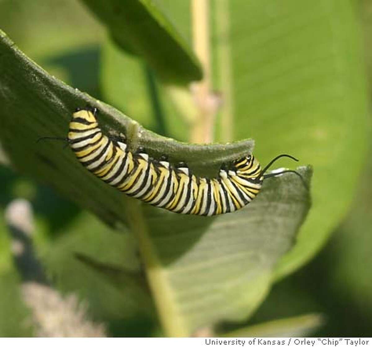 The egg hatches into a caterpillar. University of Kansas photo by Orley "Chip" Taylor