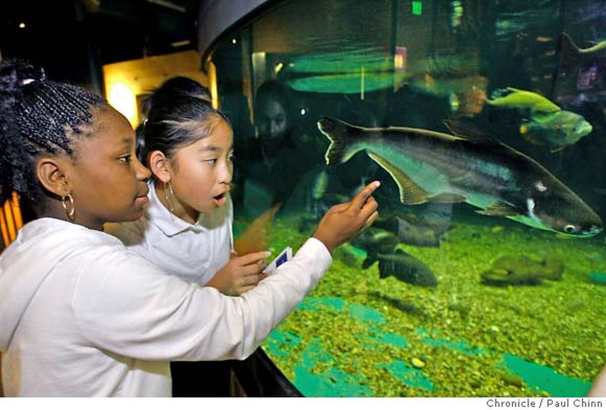 Rodnique Whitley (left) and Jacqueline Nguyen, from Visitacion Valley Middle School, seemed amazed by fish swimming in the tanks. Over 600 students from low-income area schools attended a public science day at the California Academy of Sciences in San Francisco, Calif. on Wednesday, February 14, 2007. The day-long event coincided with the annual conference of the American Association for the Advancement of Science which is convening in San Francisco this week. PAUL CHINN/The Chronicle **Rodnique Whitley, Jacqueline Nguyen
