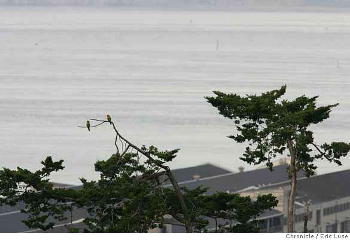 parrots14_006_el.JPG Parrots of Telegraph Hill. Some of the trees (Monterey Cypress) they stay in are dying. The city has a 3 year plan to replace those trees. : Eric Luse / The Chronicle MANDATORY CREDIT FOR PHOTOG AND SF CHRONICLE/NO SALES-MAGS OUT