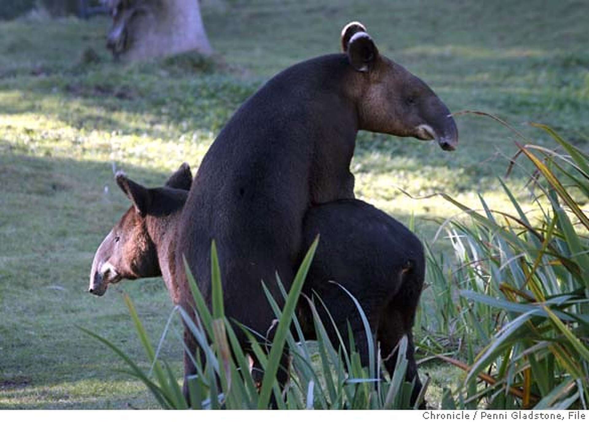 SAN FRANCISCO / At zoo, too, love is in the air / Reproduction is vital for  endangered mountain tapirs