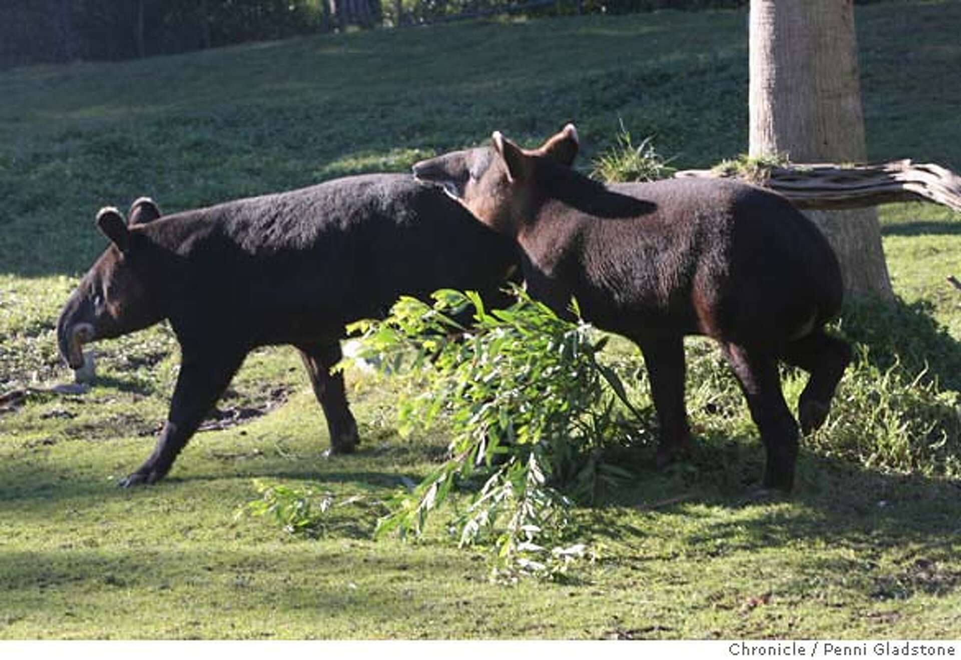 SAN FRANCISCO / At zoo, too, love is in the air / Reproduction is vital for  endangered mountain tapirs