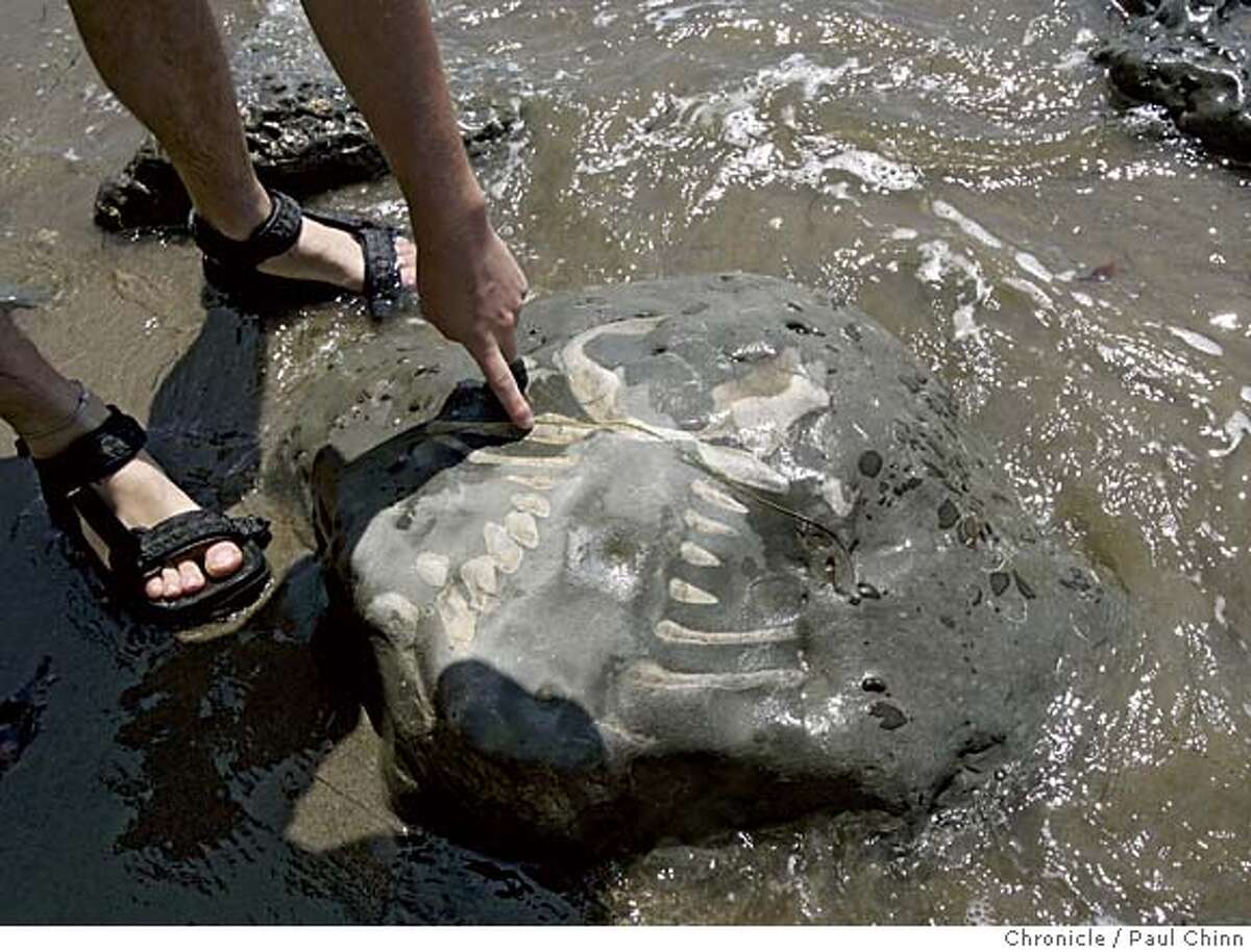 SANTA CRUZ COUNTY / Fossils by the sea / Northern California offers