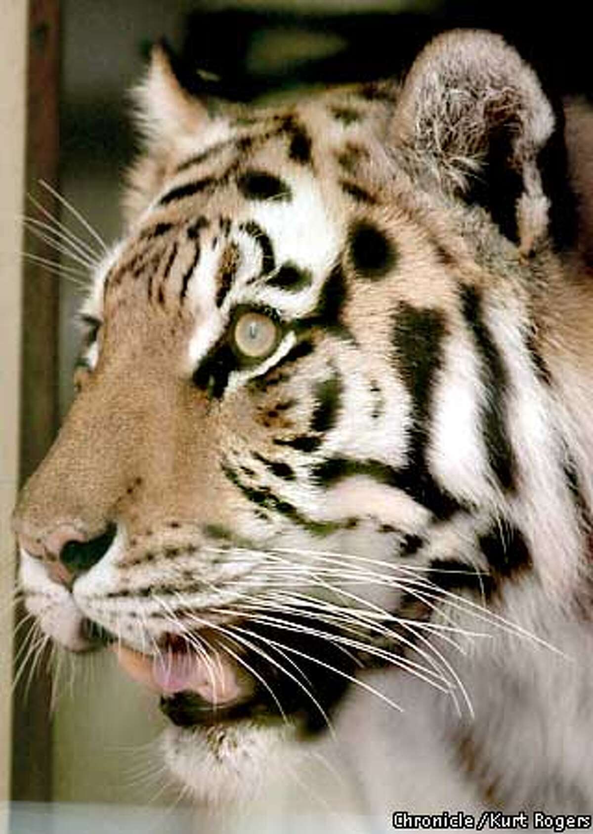 what s this cat scared of two of s f zoo s tigers are spooked by the image of sedova who died in 1992 two of s f zoo s tigers are spooked by