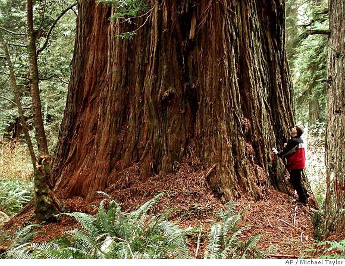 Michael Taylor stands under a huge coast redwood tree in this photo provided by Taylor at Prairie Creek Redwoods State Park near Orick, Caif., in 2000. Taylor is a big game hunter. But the prey he's spent more than half his life pursuing does not have legs or even a heartbeat. Instead, armed with a laser range finder, a head for math and an explorer's zeal, Taylor has made a sport of finding and sizing up the tallest species on the planet California's ancient coast redwoods. (AP Photo/Michael Taylor)